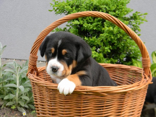 Duży szwajcarski pies pasterski