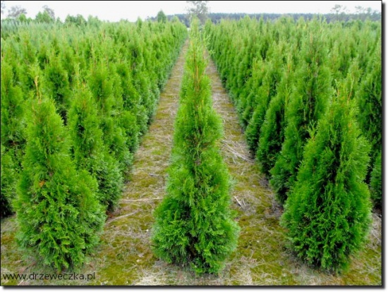 Tuja Smaragd 